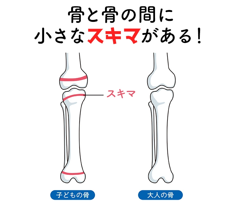 骨と骨の間に小さなスキマがある！